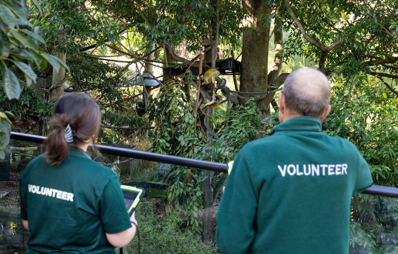 Animal Behaviour Observation Volunteers collecting data outside the Squirrel Monkey enclosure
