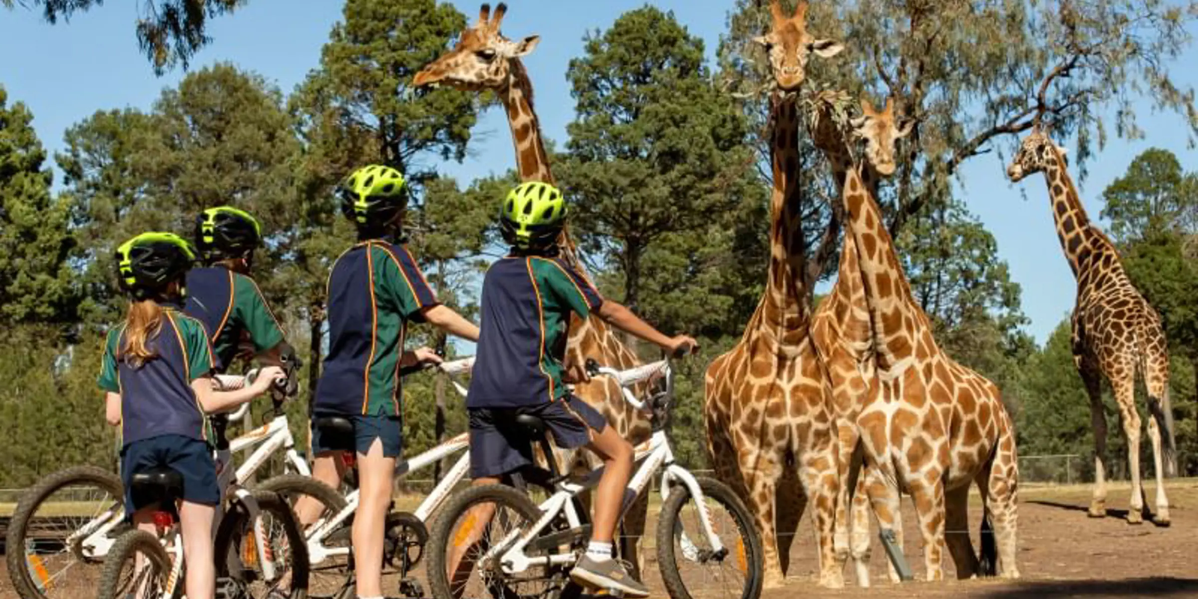 Children wearing helmets on bikes stop to watch a group of giraffes in an open range wildlife Zoo setting.
