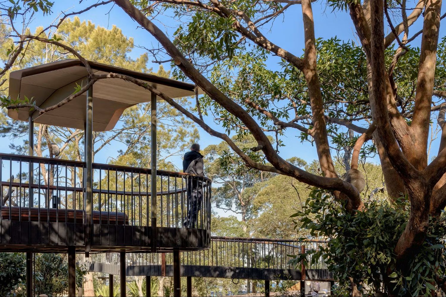 Guests overlooking Koalas at Koala Country in the Nura Diya Habitat