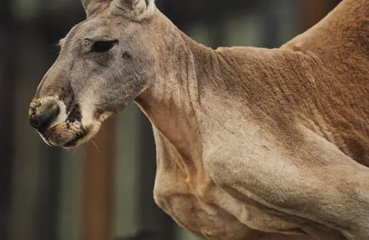Image of Red Kangaroo <br/> 