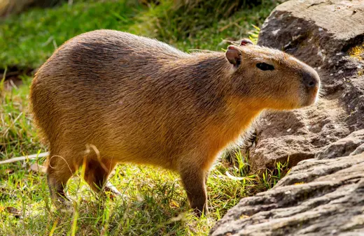 Image of Capybara