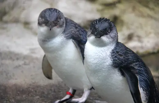 A pair of Little Penguins close up